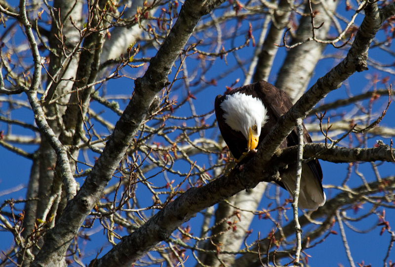 Bald Eagle Eating Fish